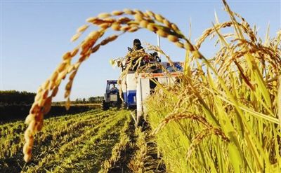 “糧食豐產增效科技創新”重點專項2018年度項目咨詢指南